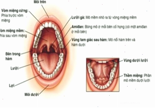 Bác sĩ đang khám sàn miệng cho bệnh nhân