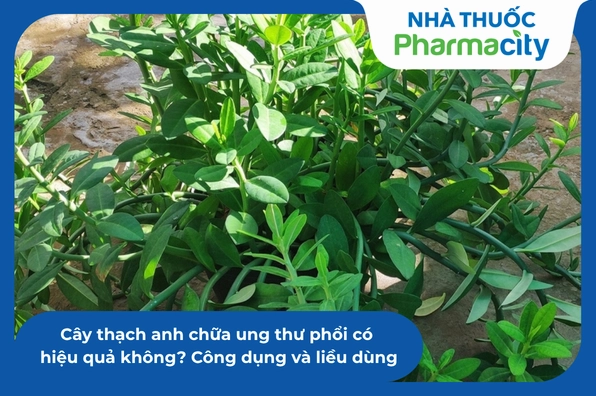 Cây Thạch Anh: Công Dụng, Bài Thuốc Và Sự Thật Về Khả Năng Chữa Ung Thư