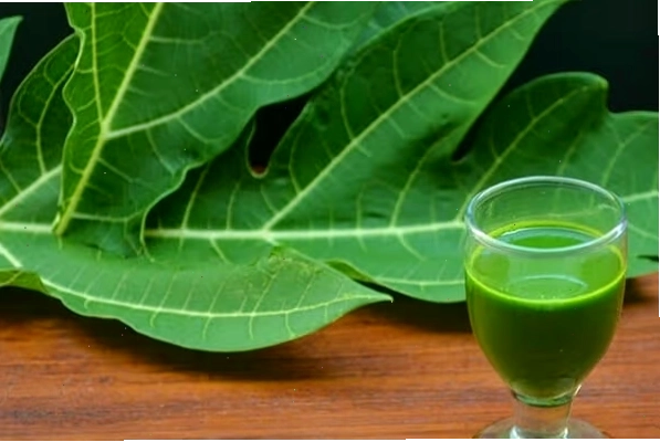 Chữa ung thư phổi bằng lá đu đủ có nguồn gốc từ câu chuyện của một bệnh nhân người Úc