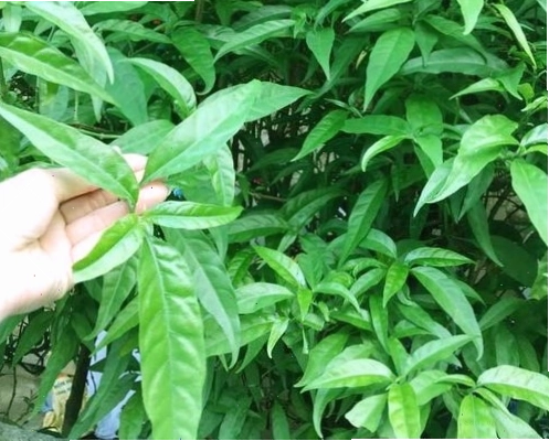 Công dụng của cây xương khỉ được nhiều người quan tâm
