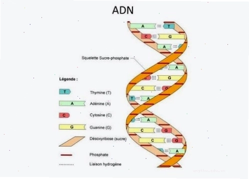 Đột biến DNA là nguyên nhân gây ung thư