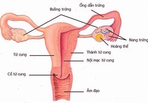 Hình ảnh ung thư sàn miệng giai đoạn sớm với vết loét nhỏ
