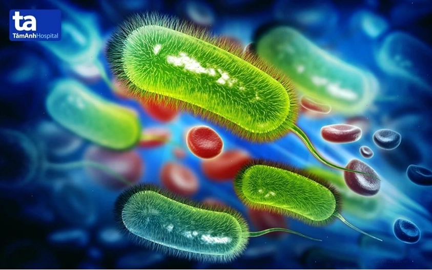 Hình ảnh vi khuẩn Helicobacter pylori (HP) trong dạ dày