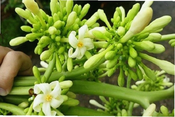 Hoa đu đủ đực - một phần của giải pháp phòng ung thư