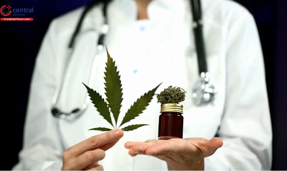 Nghiên cứu tiền lâm sàng về tác dụng của cannabinoids trên tế bào ung thư