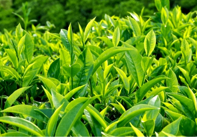 Thời điểm uống trà xanh tốt nhất cho sức khỏe