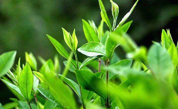 Trà xanh: Thức uống tiềm năng hỗ trợ phòng chống ung thư?