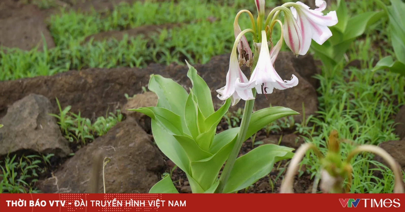 Trinh Nữ Hoàng Cung: Hy Vọng Mới Trong Hỗ Trợ Điều Trị Ung Thư