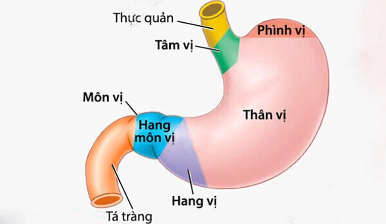 Ung thư hang vị là gì? Nguyên nhân, triệu chứng và cách điều trị