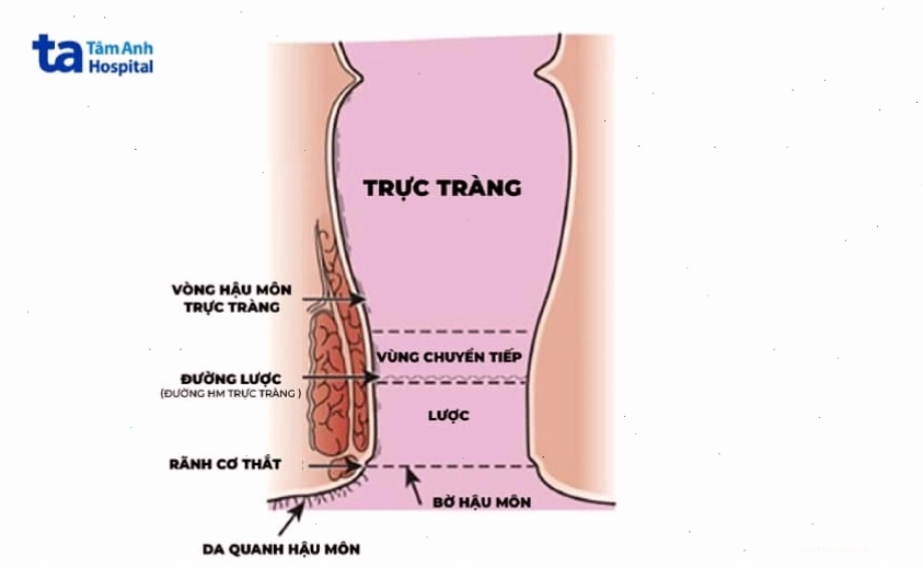 Vị trí giải phẫu ống hậu môn và các khu vực có thể xuất hiện ung thư